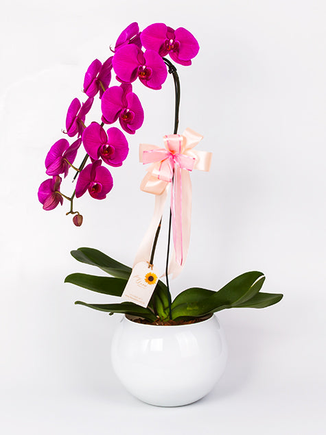 Orquidea no Vaso de Vidro