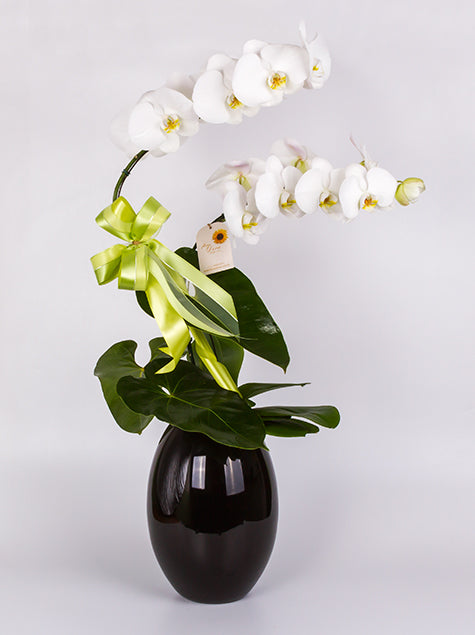 Orquidea 2 hastes no Vaso de Vidro