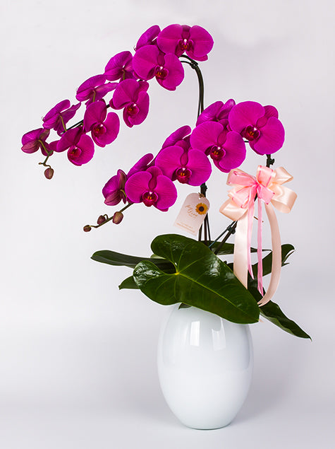 Orquidea 2 hastes no Vaso de Vidro