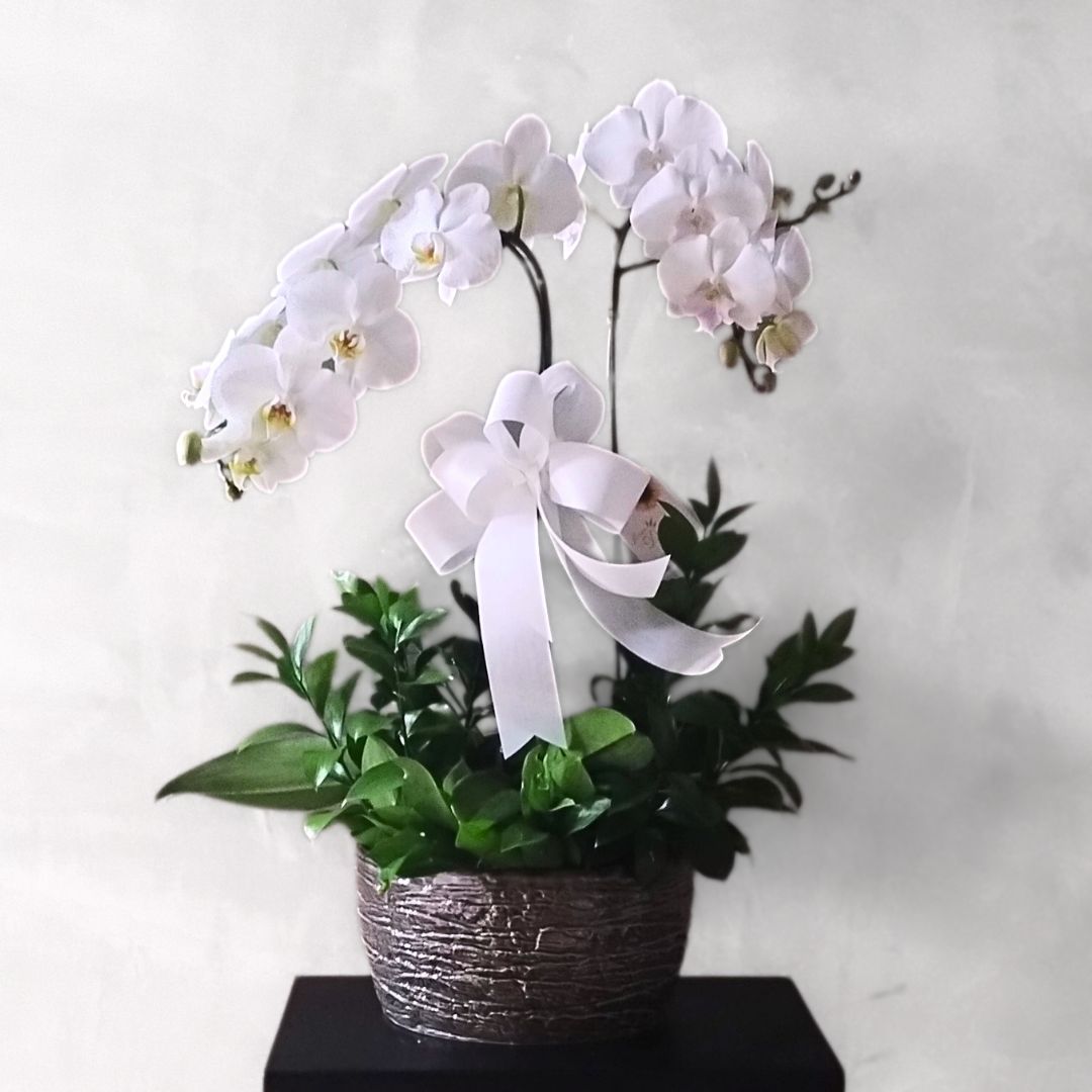 Orquídeas na Cerâmica