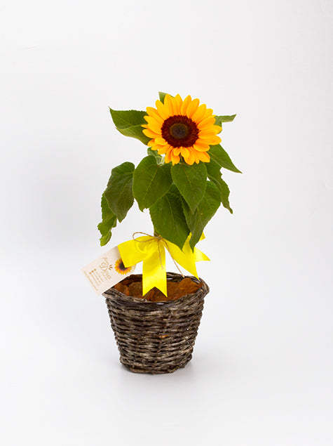 Girassol plantado no Vaso de Vime