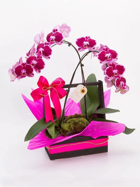 Cesta com 2 Vasos de Orquídeas