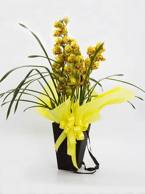 Orquídea Cymbidium no cachepô preto