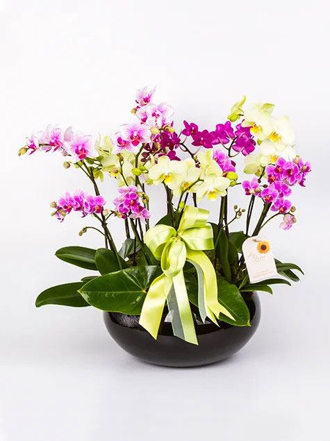 Mini Orquideas no Vaso com 12 hastes
