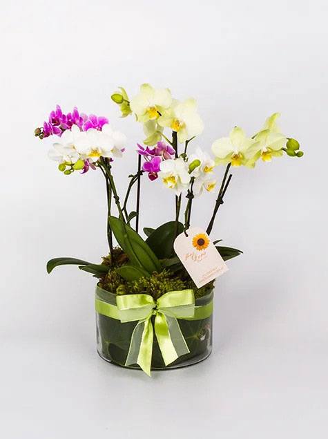 Orquidea mine phalaenopsis