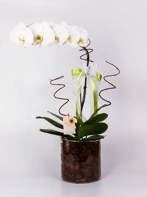 Orquidea phalaenopsis branca
