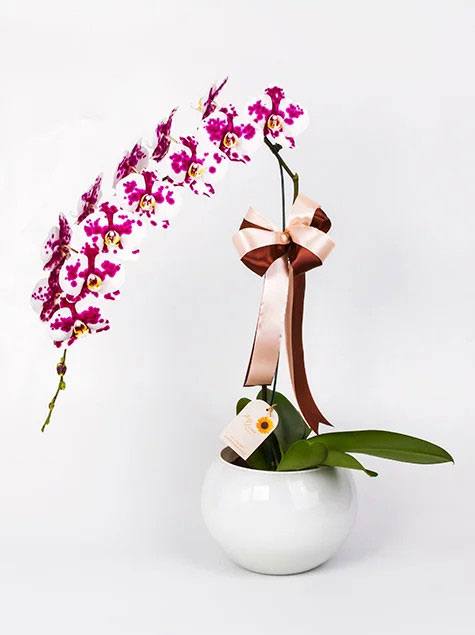 Orquidea phalaenopsis dalmata