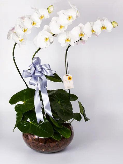 Orquidea phalaenopsis com 3 brancas