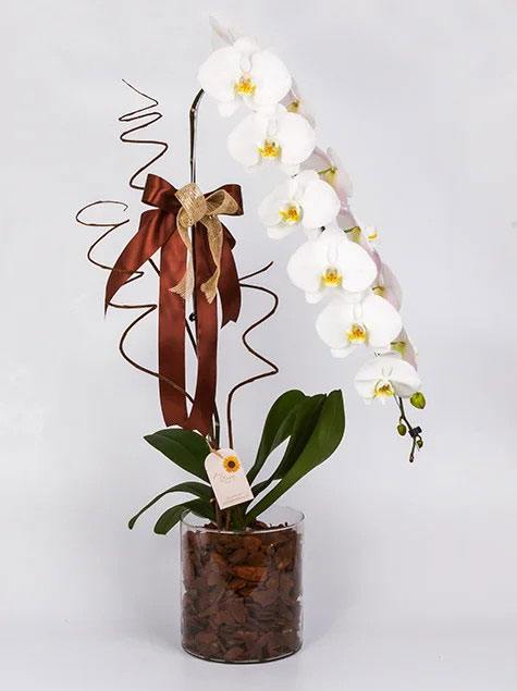 Phalaenopsis Especial Cascata Vip
