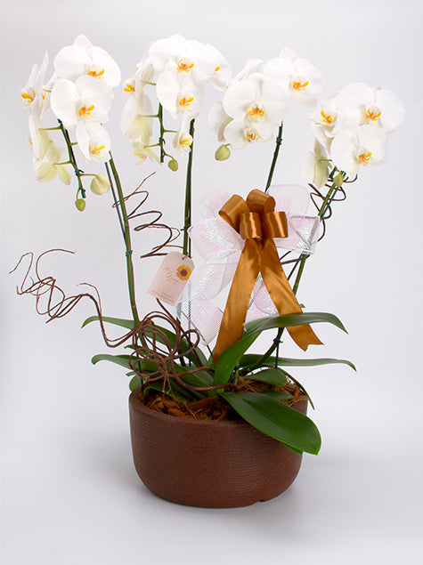 Arranjo de Orquideas