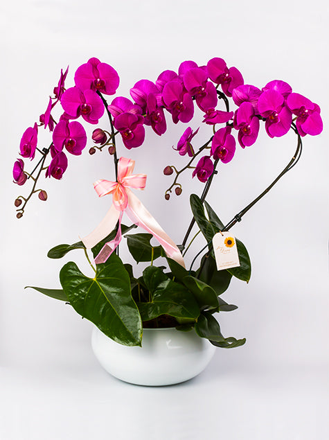 Arranjo com 3 Vasos de Orquideas