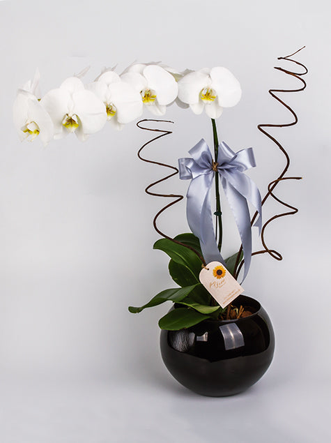 Orquidea no Vaso de Vidro