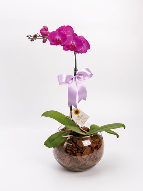 Orquídea Phalaenopsis em Vaso de Vidro