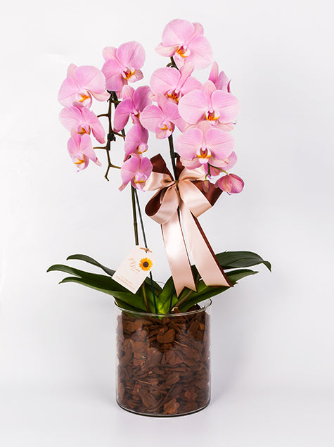Orquidea no Vaso de Vidro