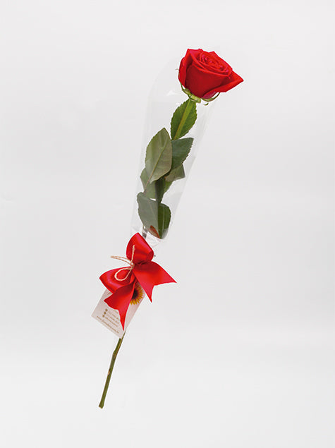 Rosa Vermelha Unitária Embalada para Presente