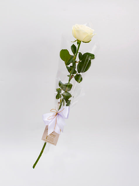 Rosa Branca Unitária Embalada para Presente