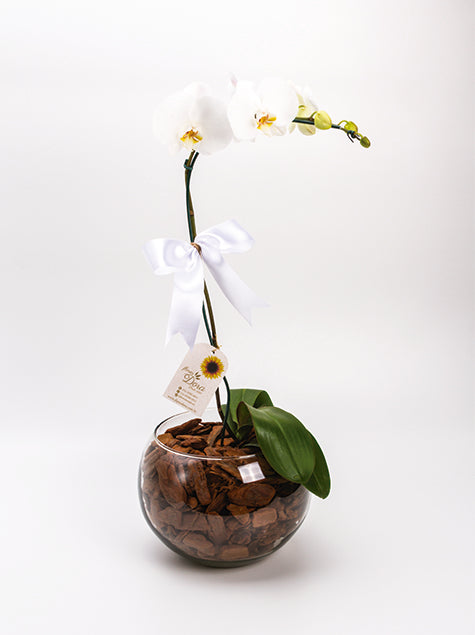 Orquídea Phalaenopsis em Vaso de Vidro