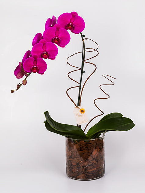 Orquidea no Vaso de Vidro