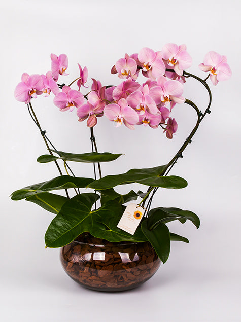 Orquidea no Vaso de Vidro