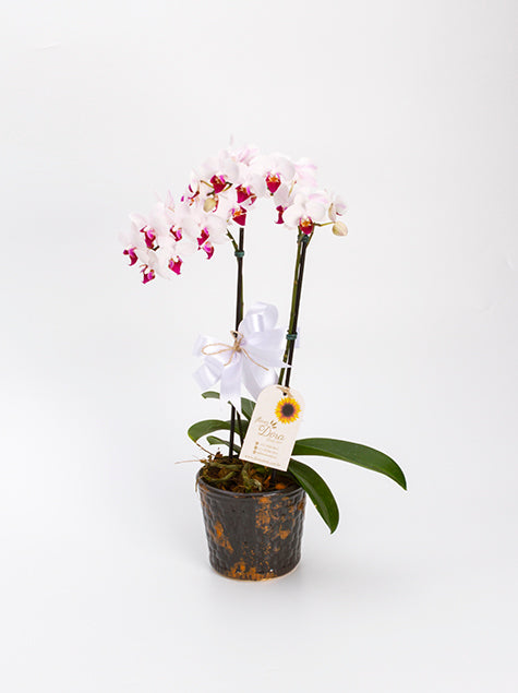 Mini Orquídea no vaso de Cerâmica