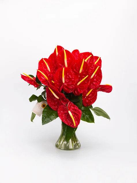 Arranjo de anthuriuns