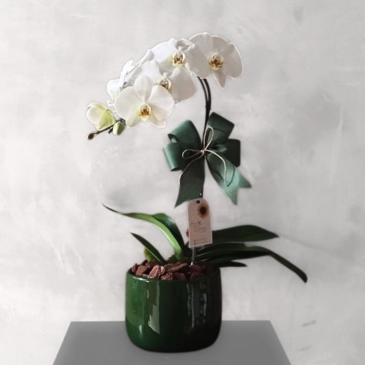 Phaleanopsis na Cerâmica