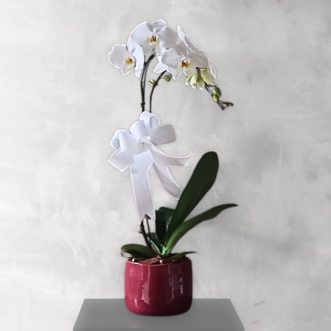 Orquídea phaleanopsis