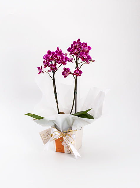 Mini Orquídea no Cachepô