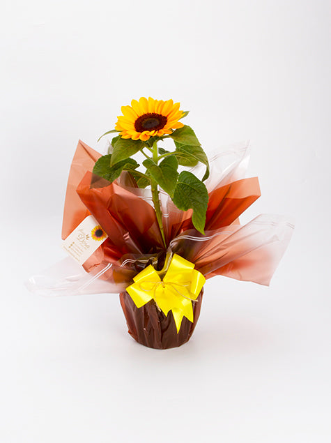 Girassol Plantado Embalado no Papel