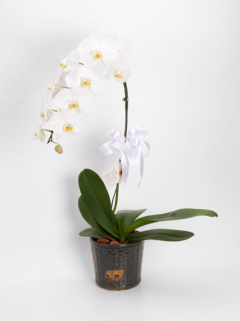 Orquídea no vaso de Cerâmica