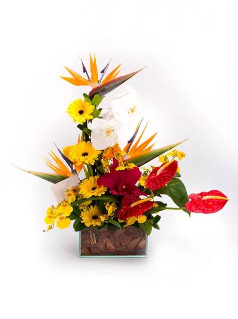 Ikebana tropical com orquidea