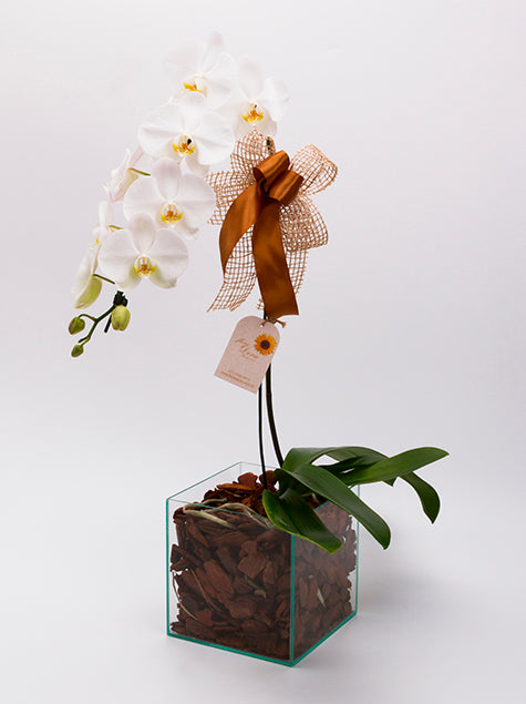 Orquidea no Vaso de Vidro