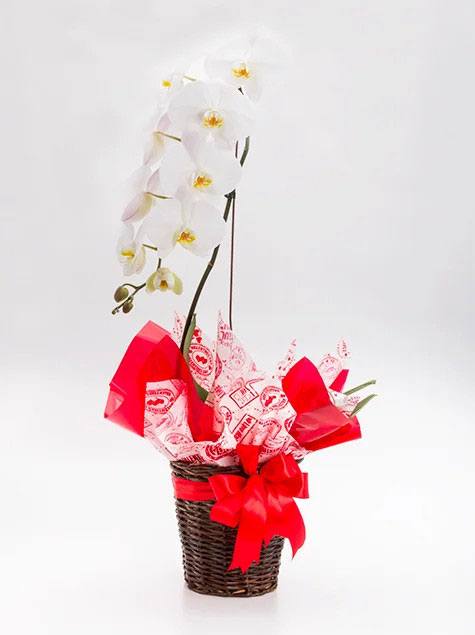 Orquídea Branca no Vaso de Vime