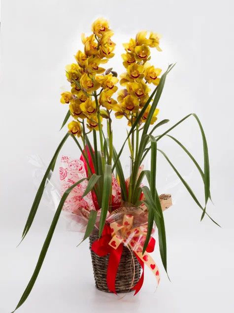 Orquídea Cymbidium