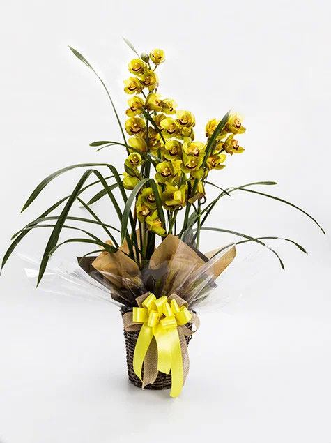 Orquidea cymbidium  no vaso de vime