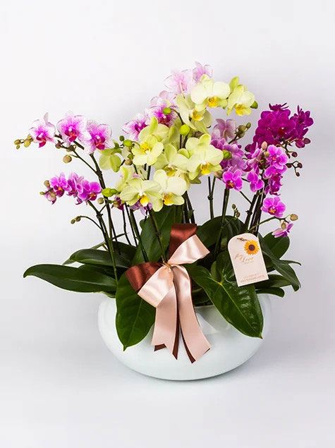 Orquidea mine phalaenopsis