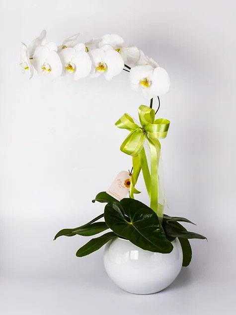 Orquidea phalaenopsis branca