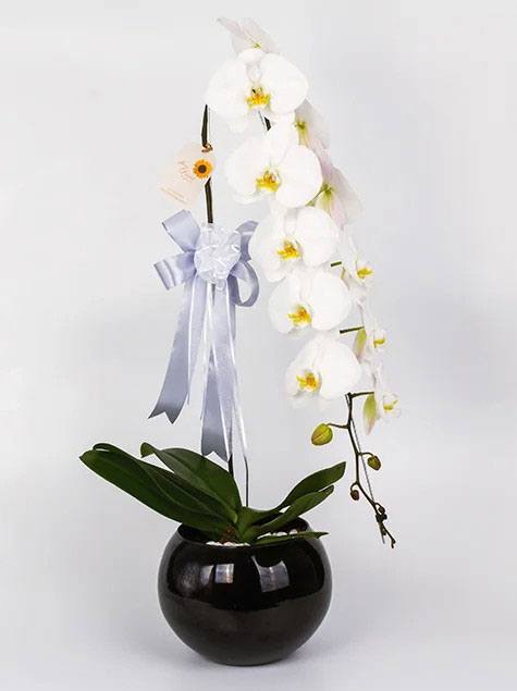 Orquidea phalaenopsis cascata vip