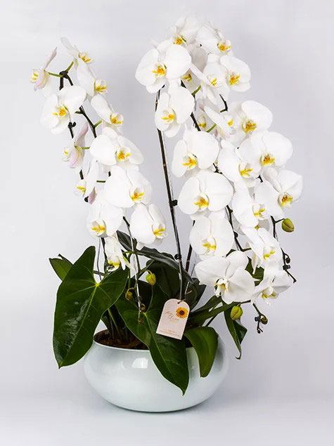 Orquidea phalaenopsis cascata vip
