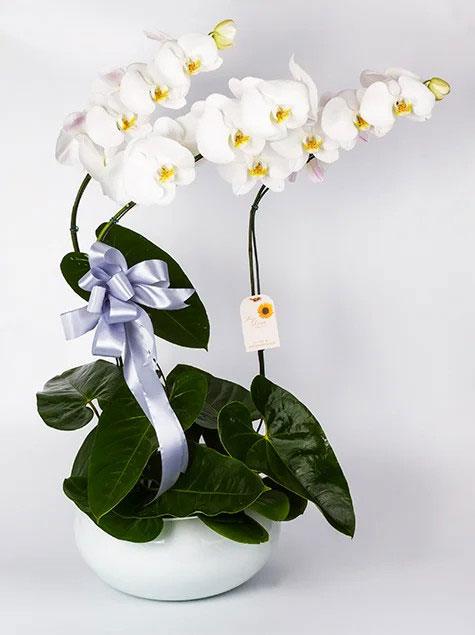 Orquidea phalaenopsis com 3 brancas