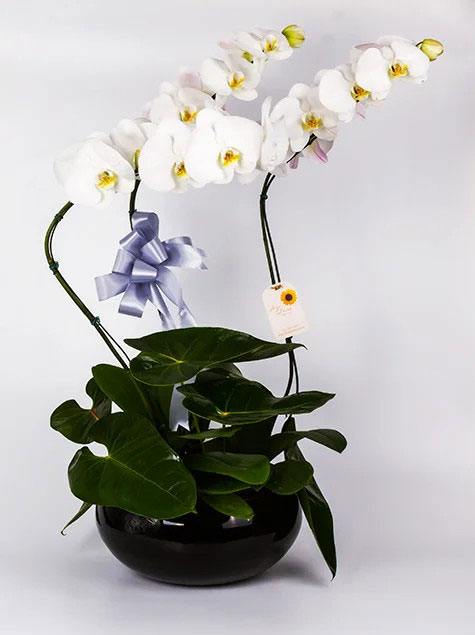 Orquidea phalaenopsis com 3 brancas