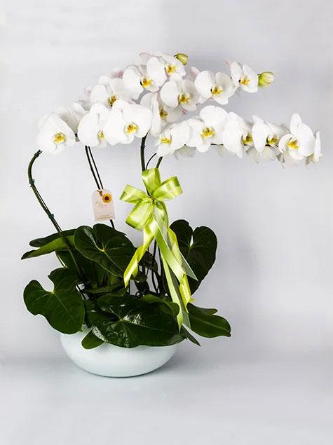 Orquidea phalaenopsis com 4 brancas