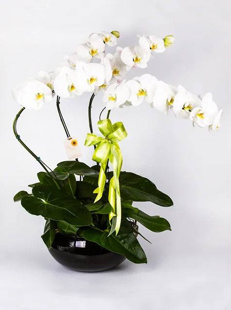 Orquidea phalaenopsis com 4 brancas