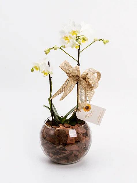 Orquídea em Vaso Redondo Transparente