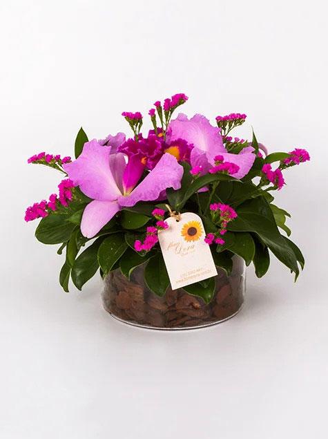 Sinfonia de Orquídeas Catleia 3 Flores