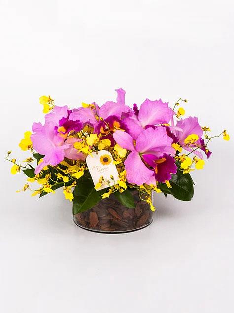 Sinfonia de Orquídeas Catleia 8 Flores