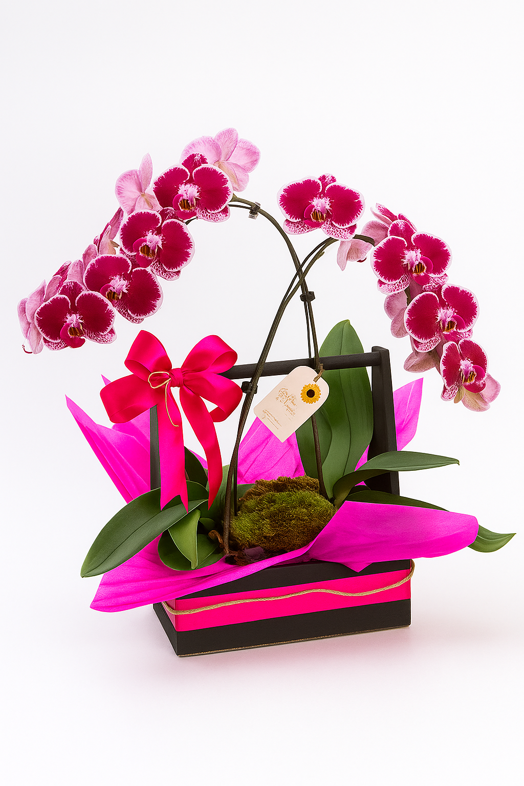 Cesta Dupla de Orquídeas